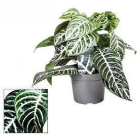 Aphelandra Green