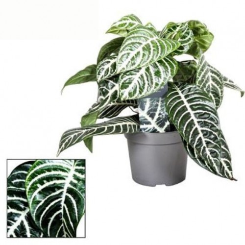 Aphelandra Green