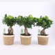 Ficus ginseng