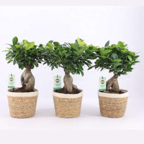 Ficus ginseng