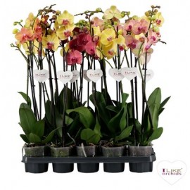 Phalaenopsis 2 branches jaune