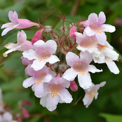 Kolkwitzia amabilis - Buisson de beauté
