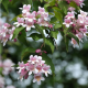 Kolkwitzia amabilis - Buisson de beauté