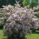 Kolkwitzia amabilis - Buisson de beauté
