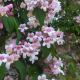 Kolkwitzia amabilis - Buisson de beauté