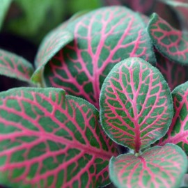 Fittonia verschaffelti