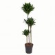 Dracaena compacta - Dragonnier
