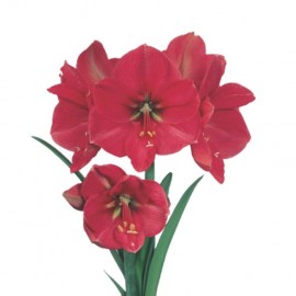 Amaryllis gloria Rose