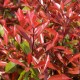 Photinia fraseri 'Red Robin'