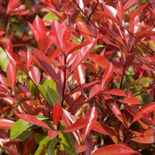Photinia fraseri 'Red Robin'