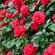 Rosa 'The fairy Red' (Rosier couvre-sol)