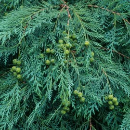 Chamaecyparis lawsoniana 'Alumii' (Faux cyprès)