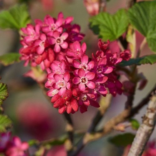 Ribes sanguineum 'King Edward VII' (groseillier sanguin)