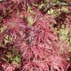 Acer palmatum 'Dissectum Garnet' (érable du Japon)