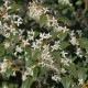 Osmanthus x burkwoodii