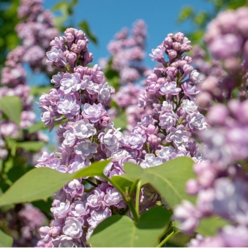 Lilas " Syringa vulg. "Michel Buchner"