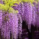 Glycine Wisteria fl "Multijuga"
