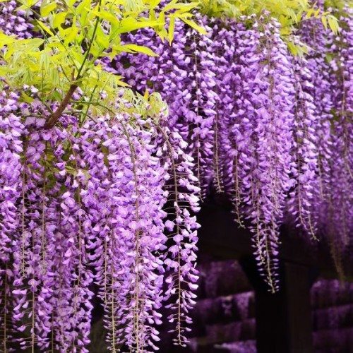 Glycine Wisteria fl "Multijuga"