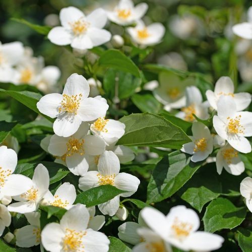 Philadelphus 'Virginal' (Seringat)
