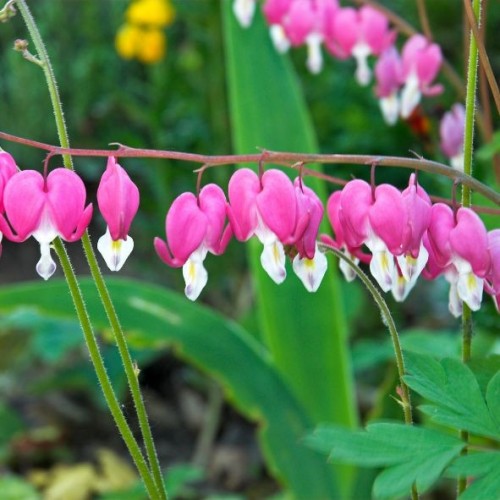 Coeur de Marie " dicentra"