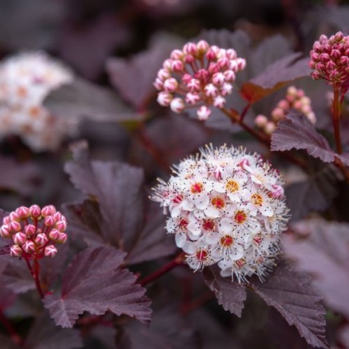 Physocarpe à feuilles d'Obier 'Diabolo'
