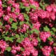 RIBES sanguineum RED BROSS