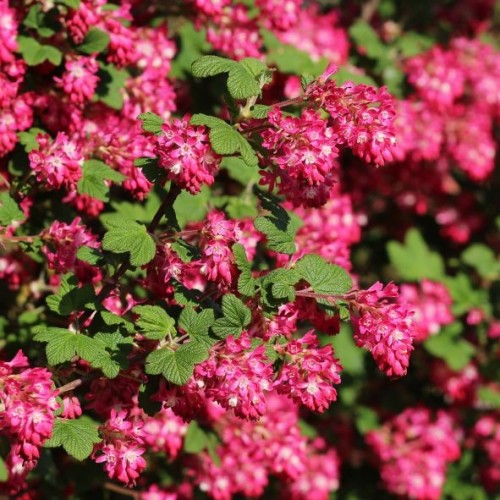 RIBES sanguineum RED BROSS