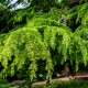 Cedrus deodora aurea / Cèdre de l'Himalaya doré