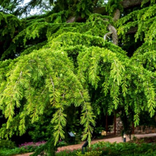 Cedrus deodora aurea / Cèdre de l'Himalaya doré