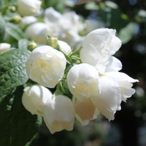 Philadelphus virginal