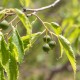 Celtis australis- Micocoulier de Provence
