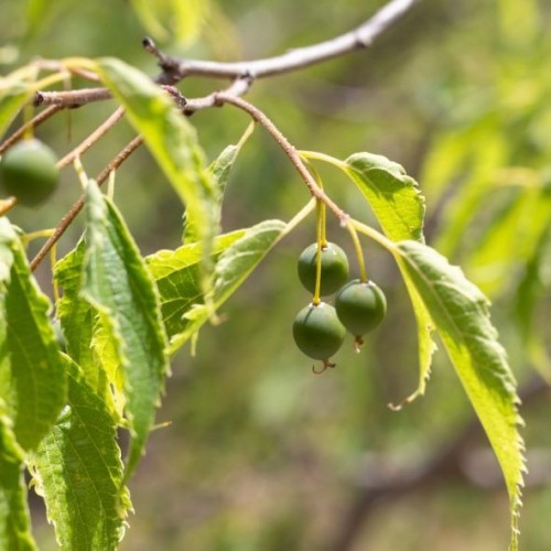 Celtis australis- Micocoulier de Provence