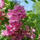 Robinia casque rouge
