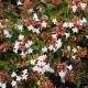 Abelia Edward goucher 