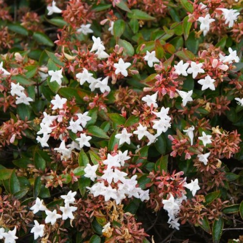 Abelia Edward goucher 